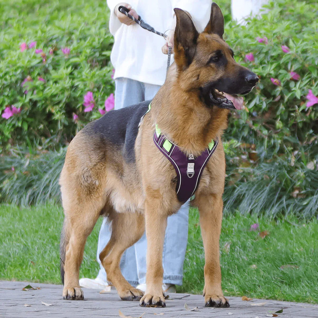 Anti-Trek Dog Harness with Comfort Padding – PullFree