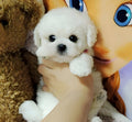 Realistic Teddy Dog Lucky Plush Puppy
