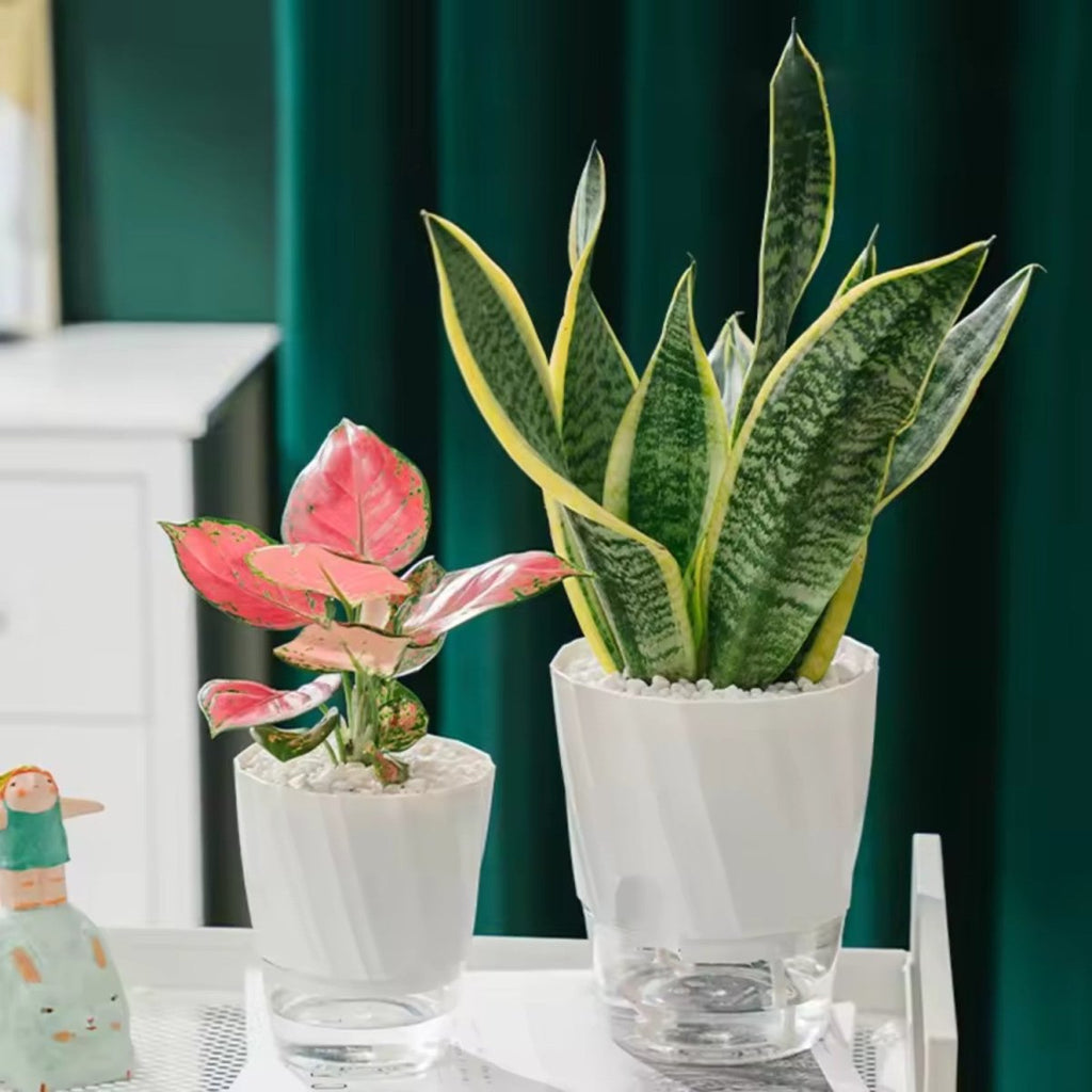 Self-Watering Flowerpot for Clean Indoor Gardening