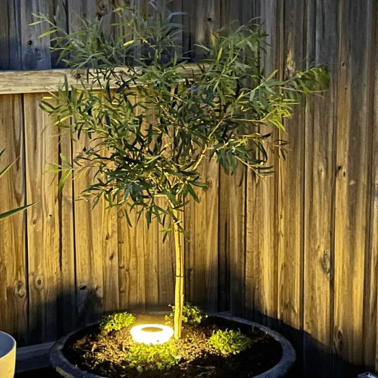 SunBeam Garden Lights – Rust-Proof, Solar-Powered & Weather-Ready