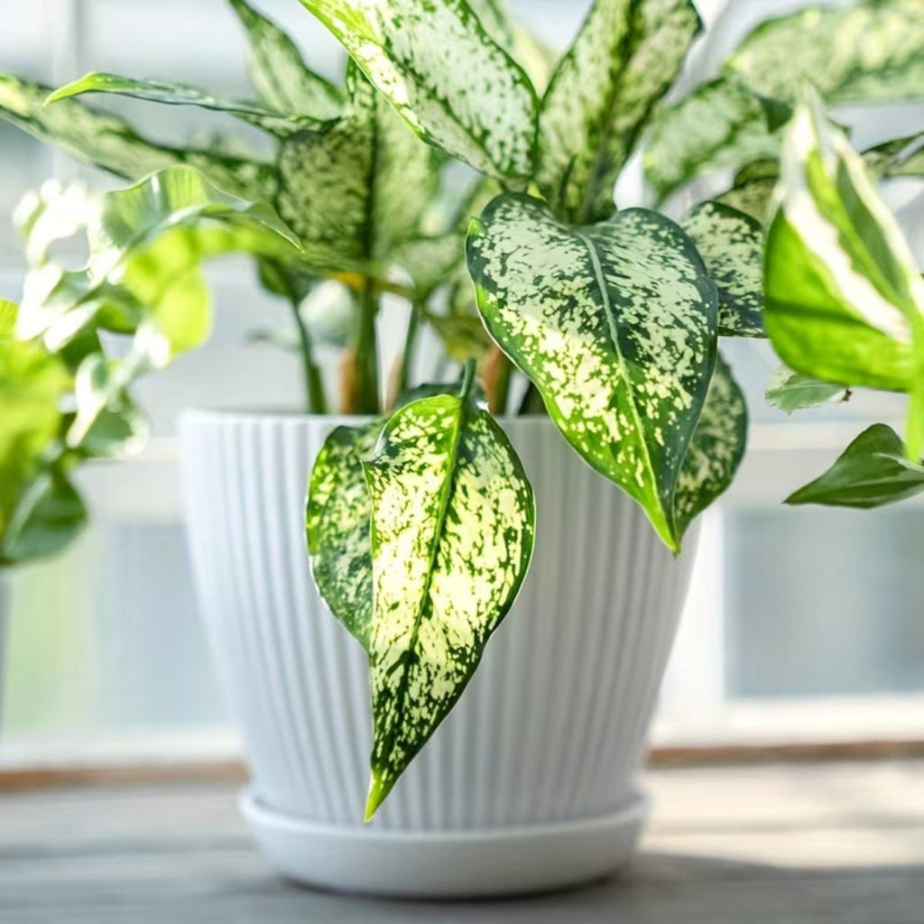 Vertical Striped Flower Pot with Saucer